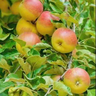 Яблоня ПАМЯТЬ БЛЫНСКОГО колонновидная в Сургуте