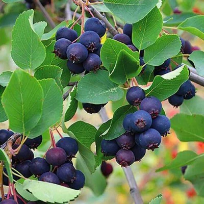 Ирга THIESSEN в Сургуте