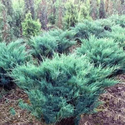 Можжевельник БЛЮ ДАНУБ казацкий в Сургуте