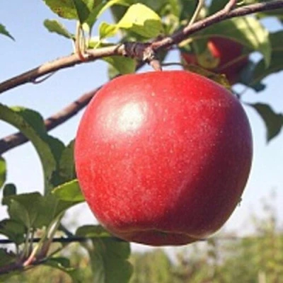 Яблоня ЛИГОЛ в Сургуте