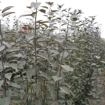 Подвой яблони 54-118 в Сургуте