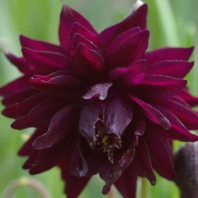 Аквилегия БАРЛОУ БОРДО обыкновенная в Сургуте