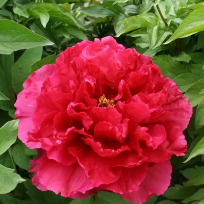 Пион АРОМАТНОЕ ВОСПОМИНАНИЕ древовидный в Сургуте