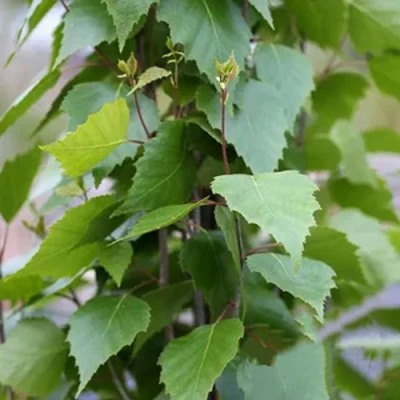 Береза ФАСТИГИАТА повислая  в Сургуте