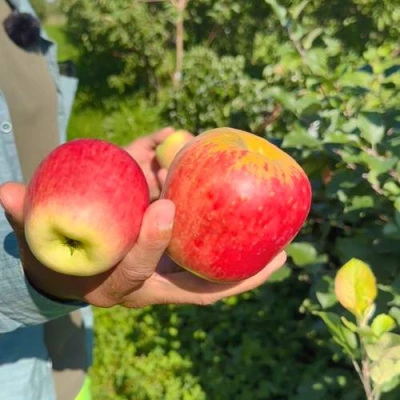 Яблоня БЛАГАЯ ВЕСТЬ в Сургуте