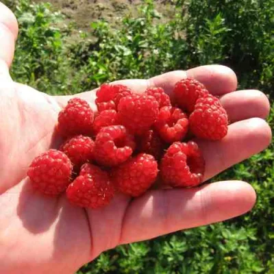 Малина БАЛЬЗАМ в Сургуте