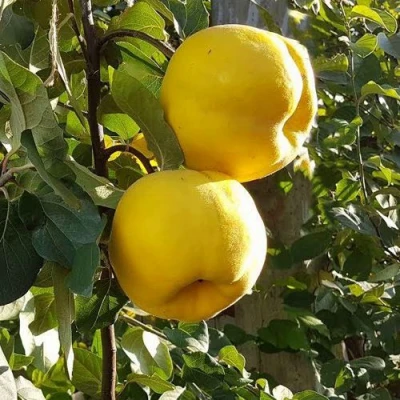 Айва МАРИЯ в Сургуте