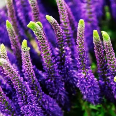 саженцы вероники Пацифик Океан
