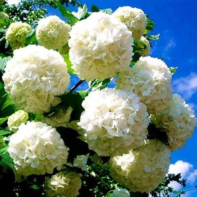 Калина БУЛЬДЕНЕЖ в Сургуте