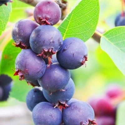 Ирга СМОУКИ в Сургуте