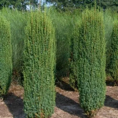 Можжевельник ХИБЕРНИКА обыкновенный в Сургуте