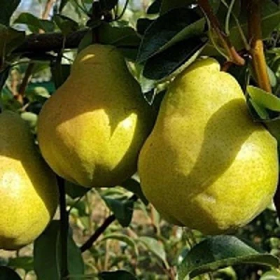 Груша СОКРОВИЩЕ в Сургуте