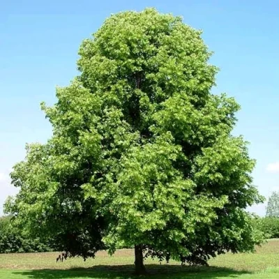 Липа мелколистная в Сургуте