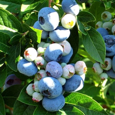 Голубика ВЕЙМУТ в Сургуте