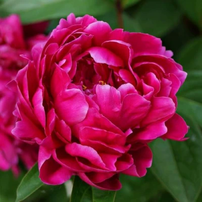 Пион ЛУИ ВАН-ГУТТ травянистый в Сургуте