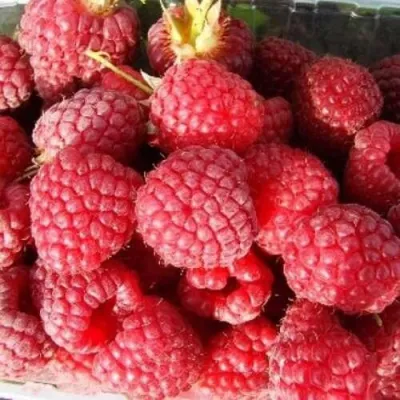 Малина ПОЛЕСЬЕ в Сургуте