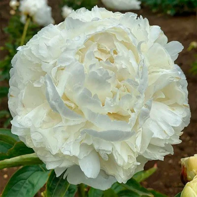 Пион МАДАМ КЛОД ТЕН травянистый в Сургуте