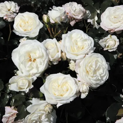 Роза АЛАБАСТЕР флорибунда в Сургуте