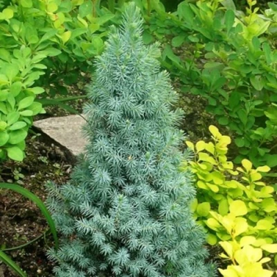 Ель КОНИКА сизая в Сургуте