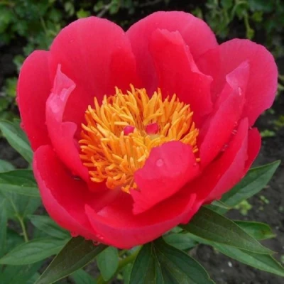 Пион МОСКВА травянистый в Сургуте