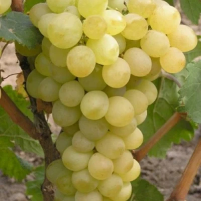 Виноград АВГУСТИН в Сургуте