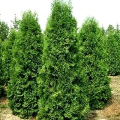 Туя западная Пирамидалис Компакта в Сургуте
