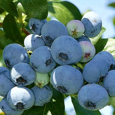 Голубика НУИ в Сургуте