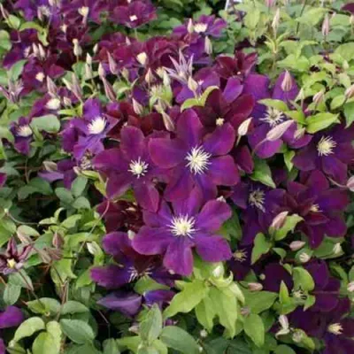 Клематис ГЕРОИ ВАРШАВЫ в Сургуте