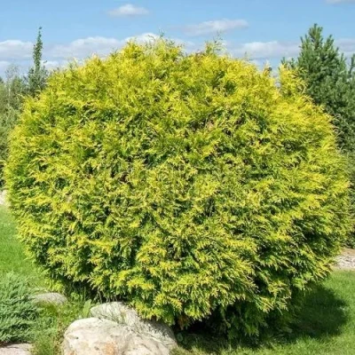Туя ГОЛДЕН ГЛОБ западная в Сургуте