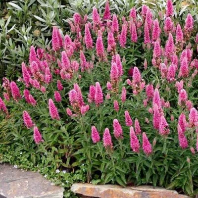 Вероника РОЗЕА колосковая в Сургуте