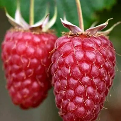 Малина РУБИНОВОЕ ОЖЕРЕЛЬЕ в Сургуте