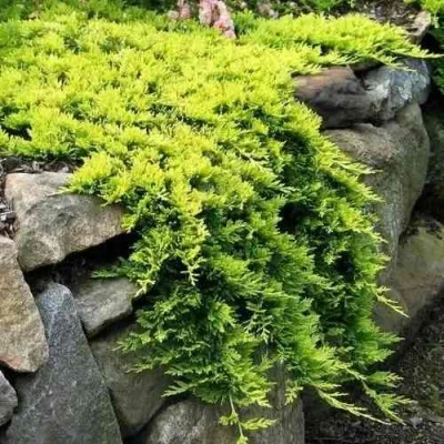 Можжевельник ГОЛДЕН КАРПЕТ горизонтальный в Сургуте