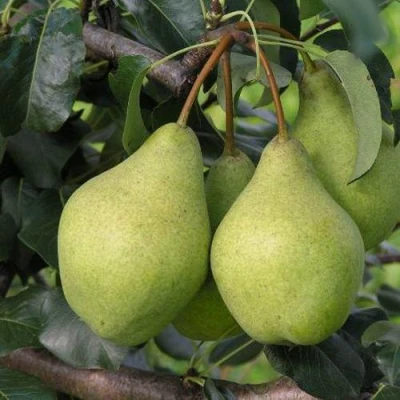 саженцы груши Орловская Летняя