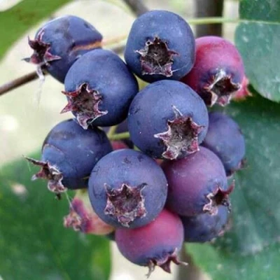 Ирга SLEYT в Сургуте