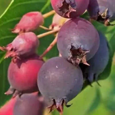 Ирга MANDAN в Сургуте