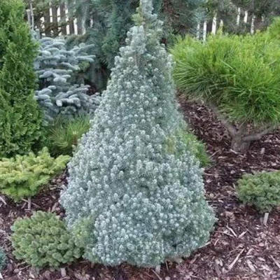 Ель САНДЕРС БЛЮ канадская в Сургуте