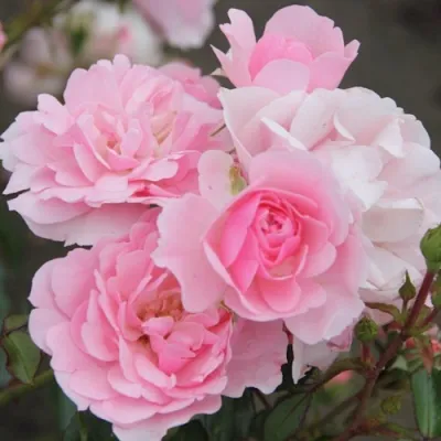 Роза БОНИКА флорибунда в Сургуте