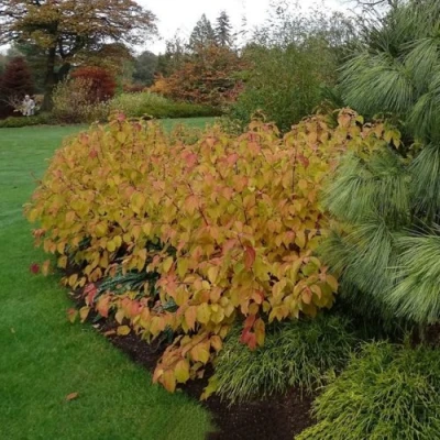Дерен  АННА ВИНТЕР ОРАНЖ кроваво-красный   в Сургуте