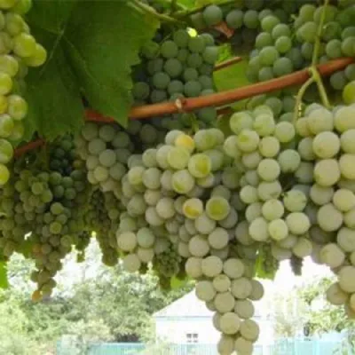 Виноград АНАНАСНЫЙ РАННИЙ в Сургуте