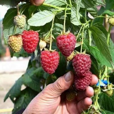 Малина ПОЛЕСЬЕ в Сургуте