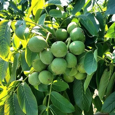 Грецкий орех  ИЗЯЩНЫЙ в Сургуте