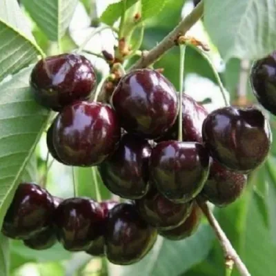 Черешня ЛЕНИНГРАДСКАЯ ЧЁРНАЯ в Сургуте