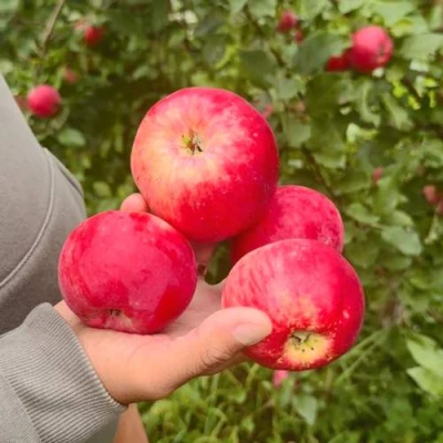 Яблоня АКСЕНА в Сургуте