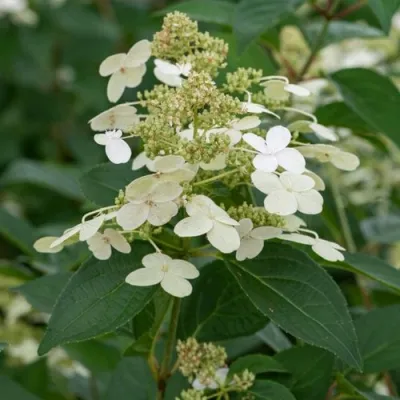 Гортензия ПРИМ ВАЙТ метельчатая в Сургуте