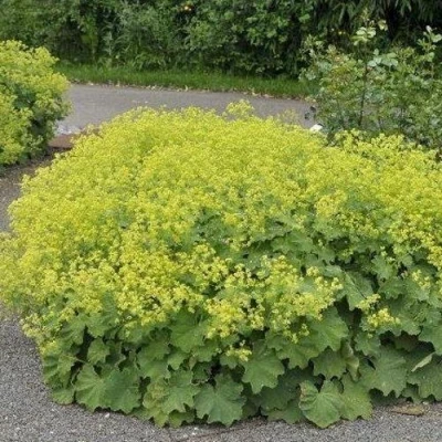 Манжетка ТРИЛЛЕР мягкая в Сургуте