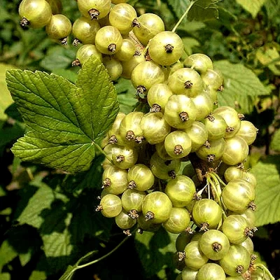 Смородина зеленоплодная СНЕЖНАЯ КОРОЛЕВА в Сургуте