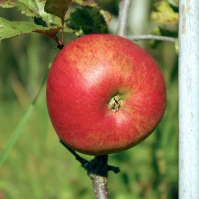 Яблоня ДЫЯМЕНТ в Сургуте