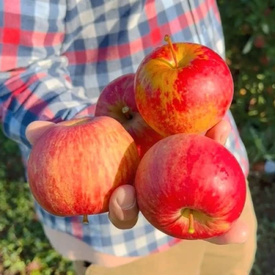 Яблоня КРАСАВИТА в Сургуте