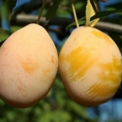 Слива ВАШИНГТОН в Сургуте