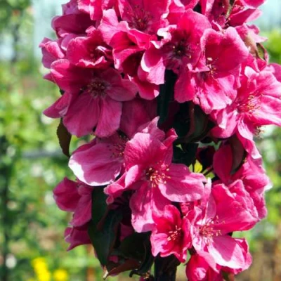 Яблоня МАЛИНОВОЕ ОЖЕРЕЛЬЕ колонновидная в Сургуте